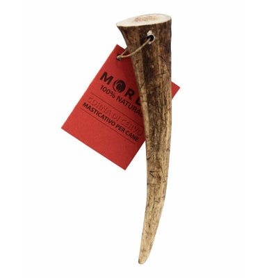 Corno di cervo 100% naturale Mordo