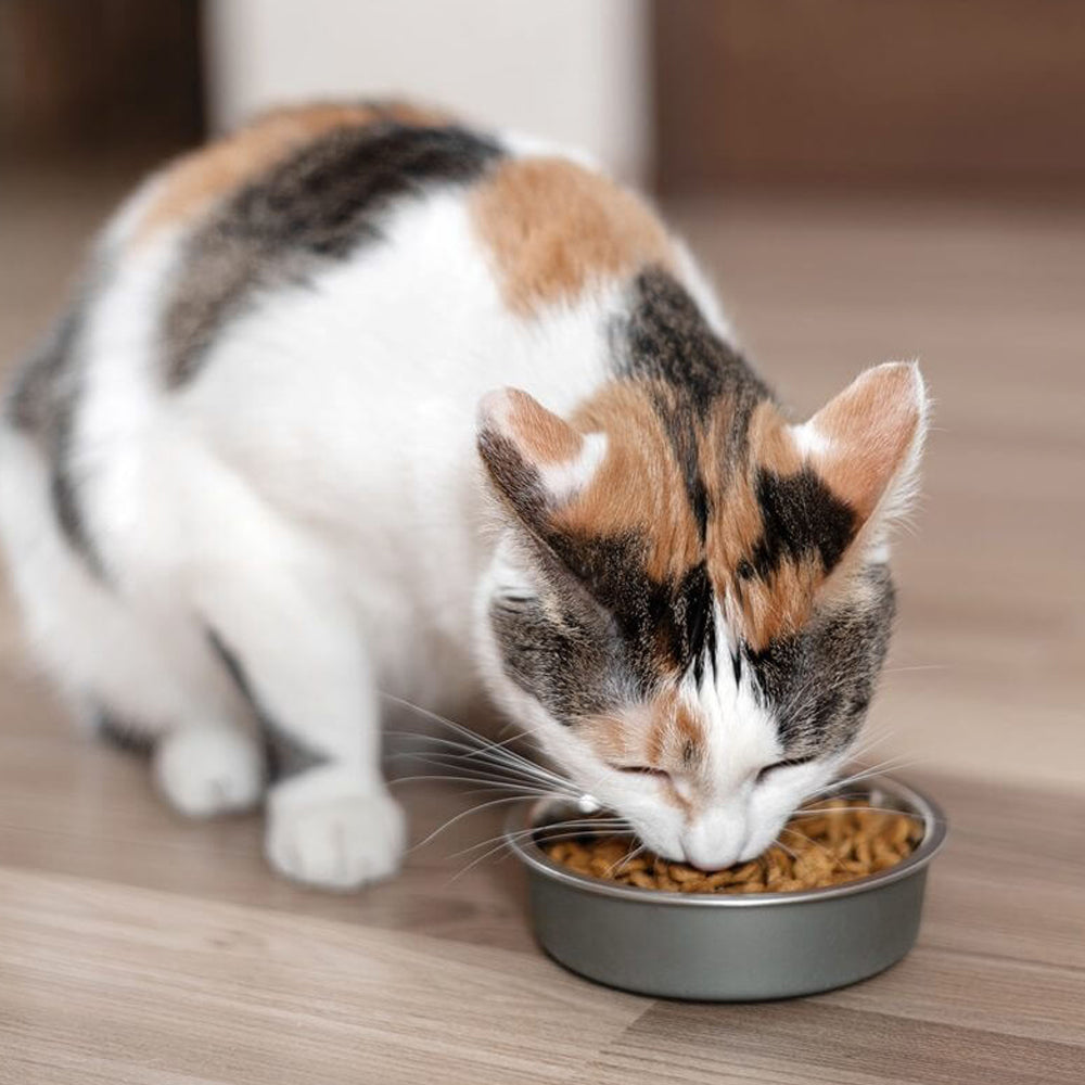 Gatto che mangia crocchette da una scodella