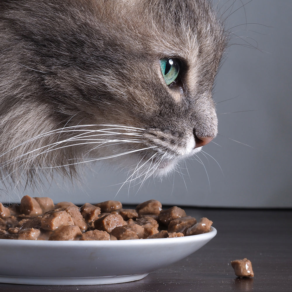 Alimenti Umidi per Gatti