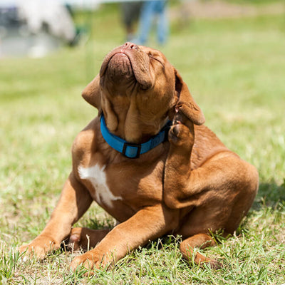 Antiparassitari per Cani