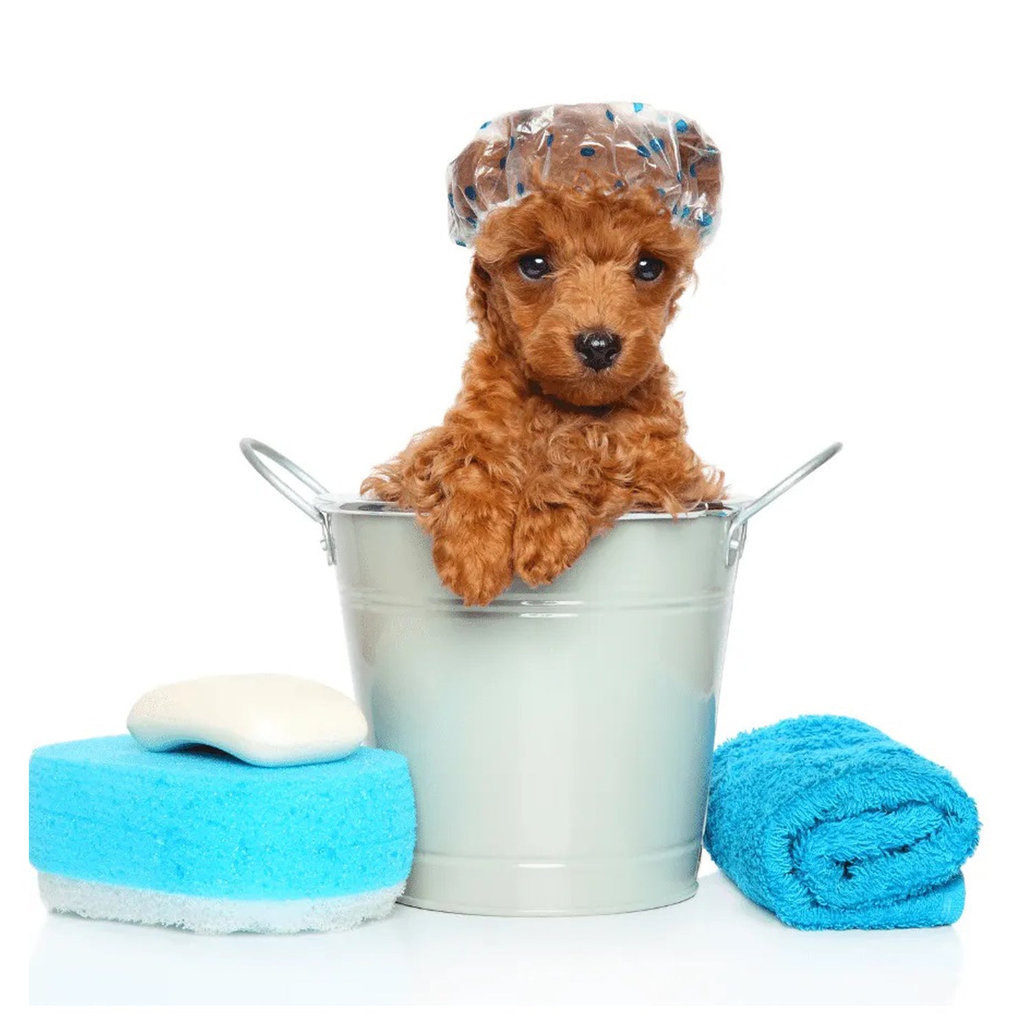 Shampoo Balsamo e Lozioni per Cani