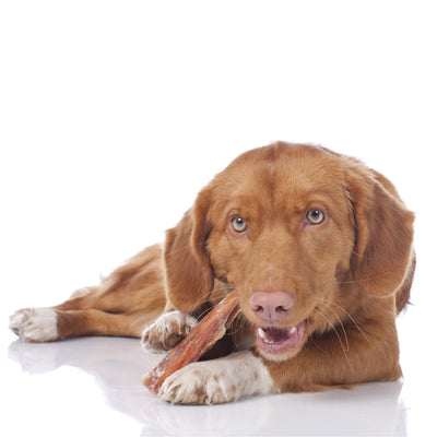 Snack e Biscotti per Cani