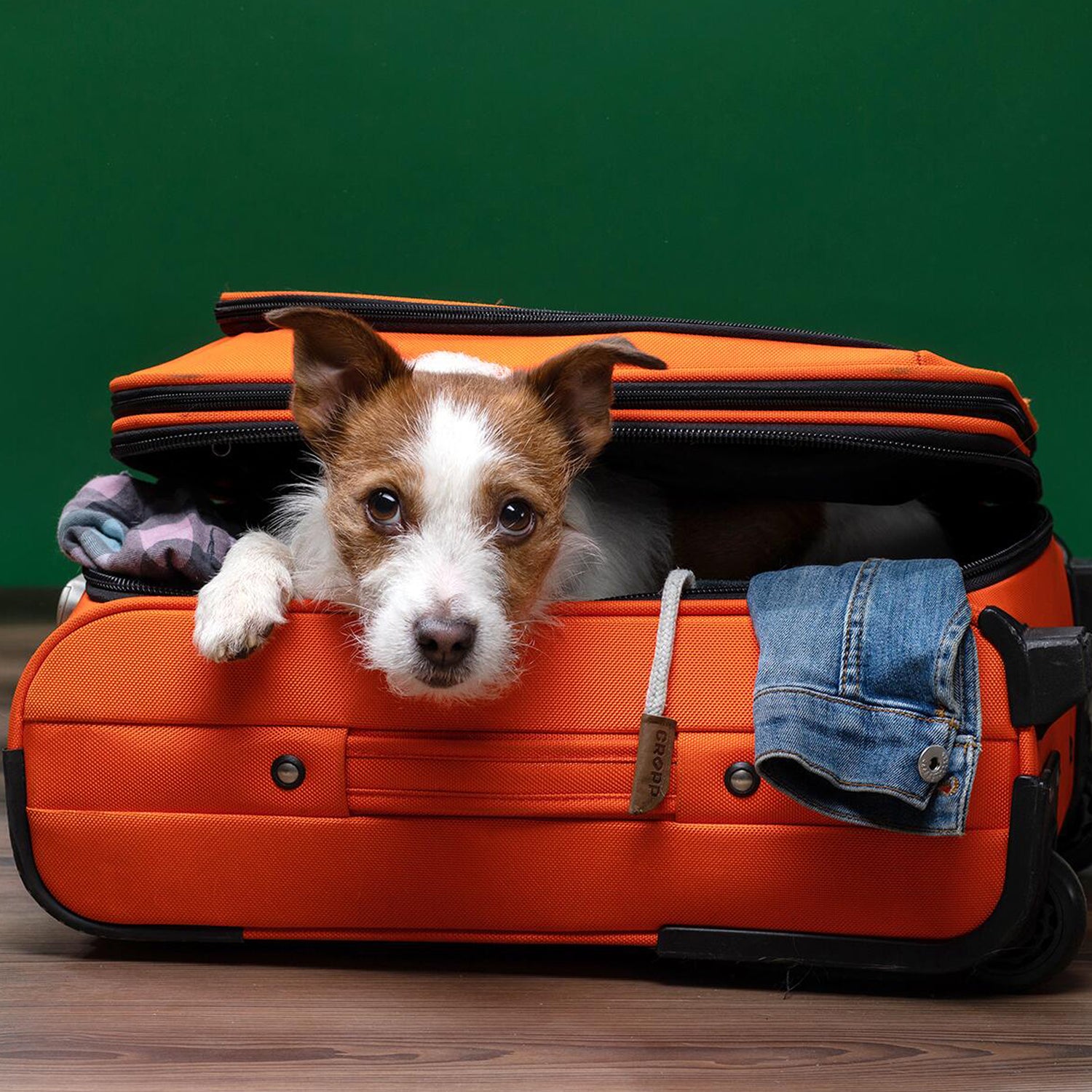 Accessori per il Trasporto Cani