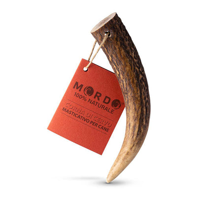 Corno di cervo 100% naturale Mordo