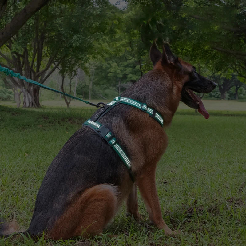 Pettorina ad H per Cani Regolabile, Imbottita e Riflettente | XS-XL