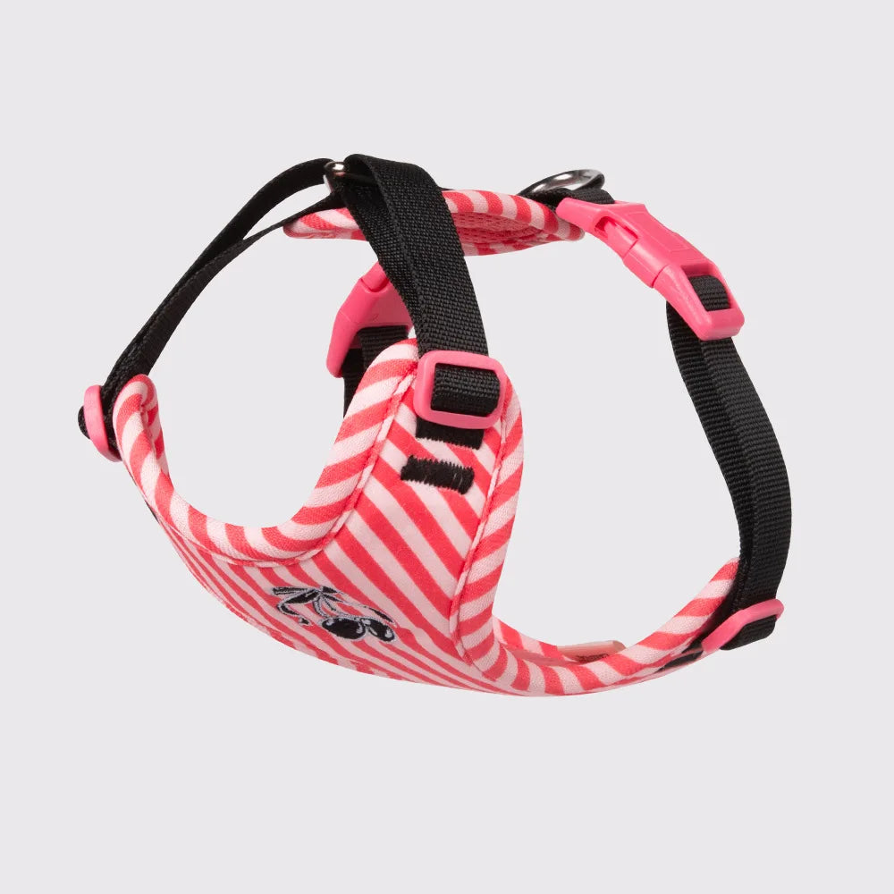 Set Pettorina e Guinzaglio per Cani Regolabile e Imbottita | Design Fashion XS-L
