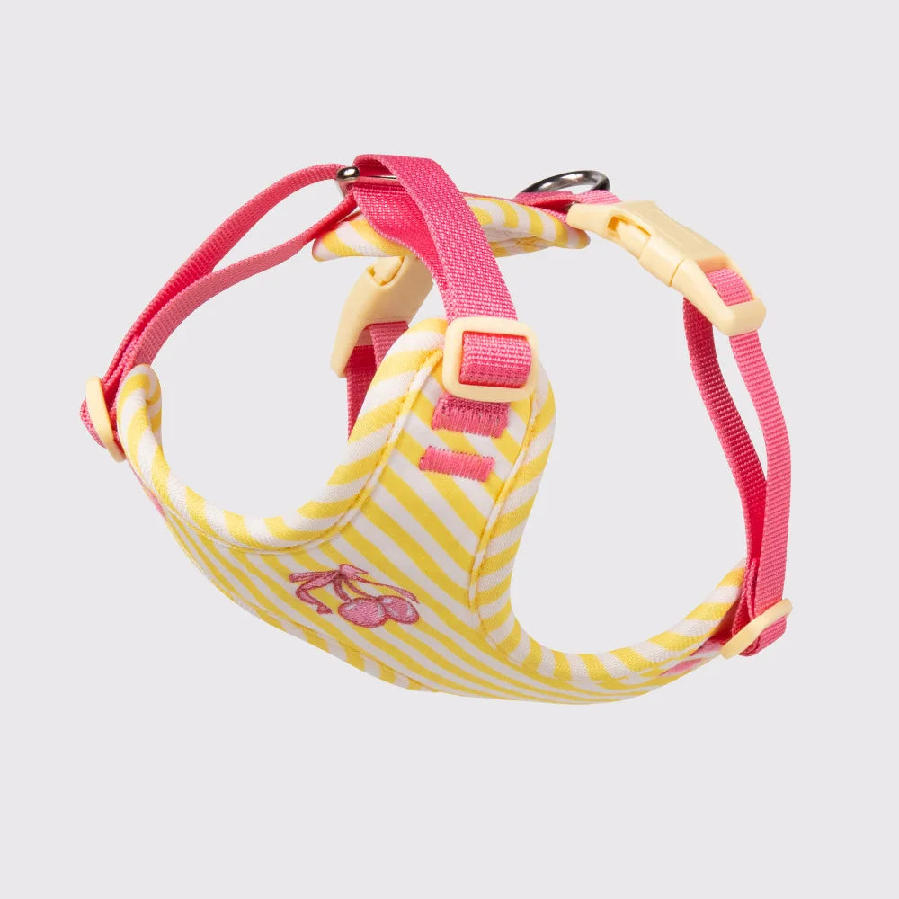 Set Pettorina e Guinzaglio per Cani Regolabile e Imbottita | Design Fashion XS-L