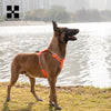 Pettorina Riflettente per Cani Regolabile con Porta Sacchetti – Nylon Resistente XXS-XL