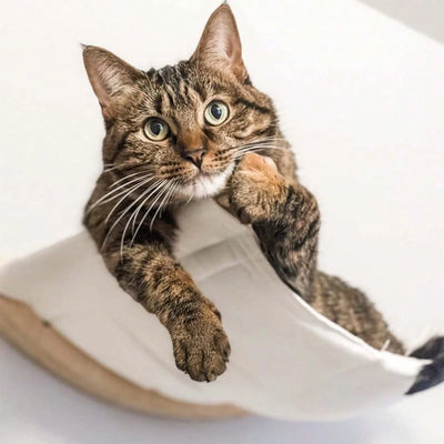 Amaca da Parete per Gatti 53×37 cm | Cuccia Sospesa e Mensola Relax