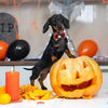 Set 18 Papillon Halloween per Cani e Gatti – Fiocchi Regolabili Fantasie Assortite
