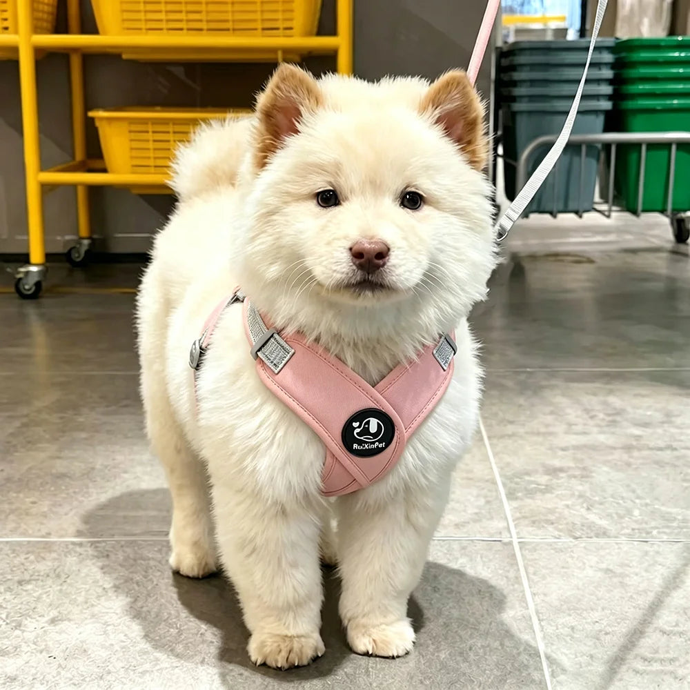 Pettorina Riflettente per Cani con Guinzaglio 1,5 m – Morbida, Traspirante e Regolabile