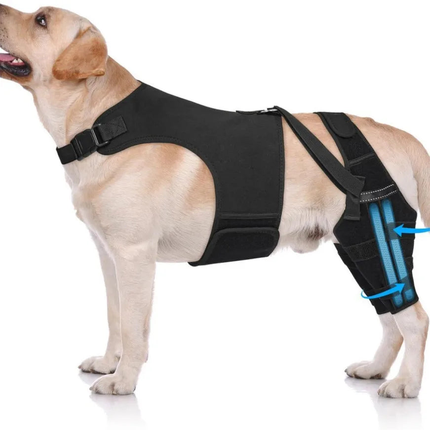 Tutore Doppio per Zampe Posteriori del Cane | Supporto Ginocchia Regolabile XS-XXL