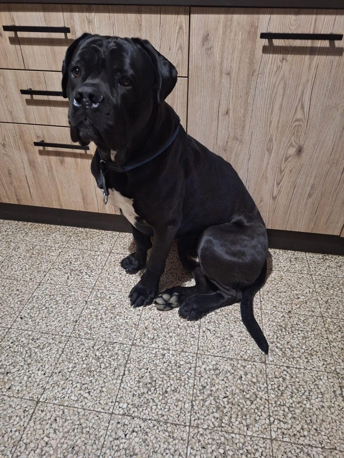 Cadmo, cliente Partenopet